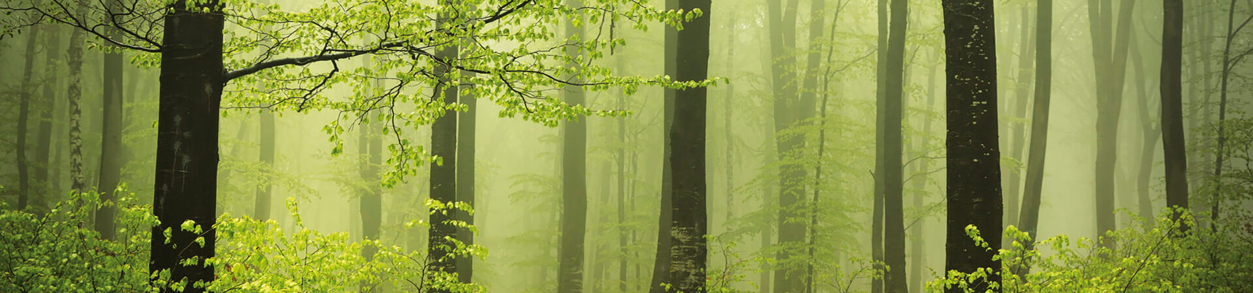 natural-forest Natural forest with sustainable timber management system
